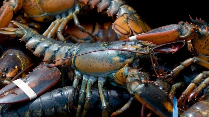 Singapore Chefs Get Taste of American Lobster Products